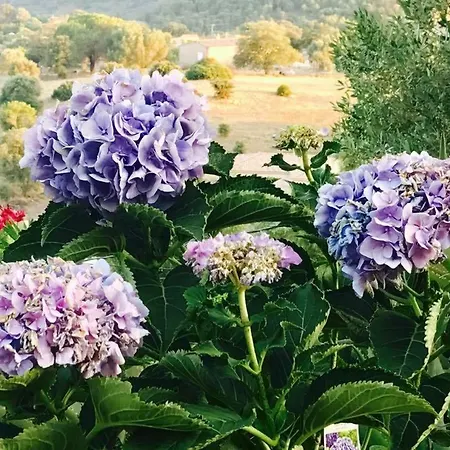 Paradisu Ajaccio Сasa de vacaciones Appietto