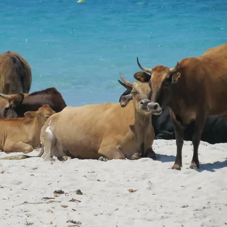 Paradisu Ajaccio Appietto