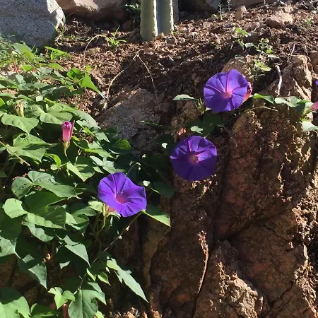 Paradisu Ajaccio Appietto