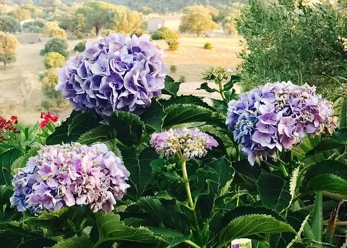 Paradisu Ajaccio 別荘 アピエット