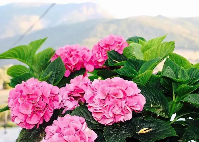 Paradisu Ajaccio * アピエット