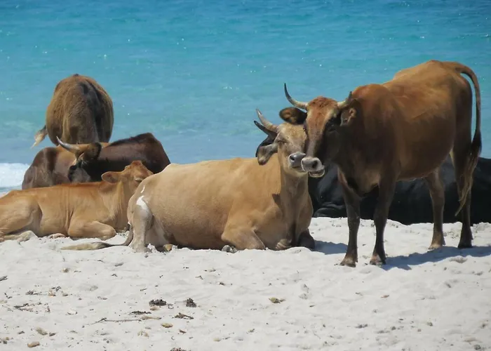 Paradisu Ajaccio アピエット