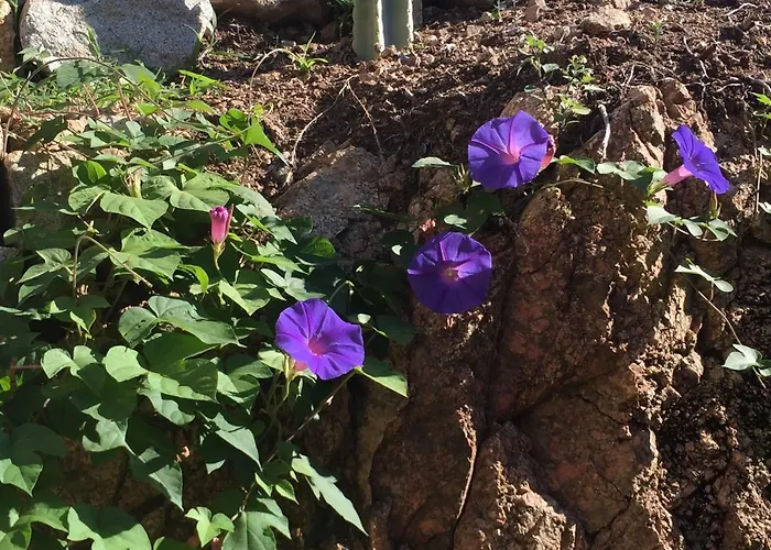 Paradisu Ajaccio アピエット